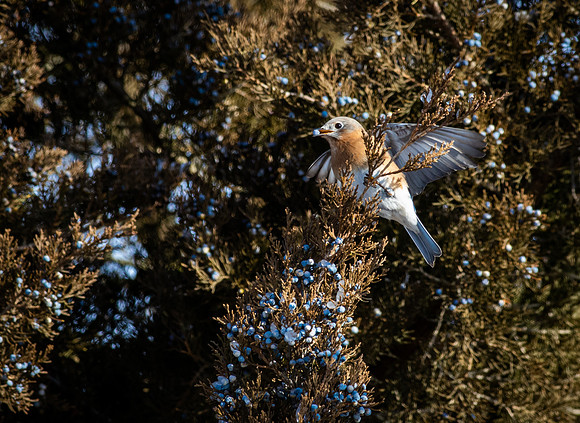 Eastern Bluebird 60