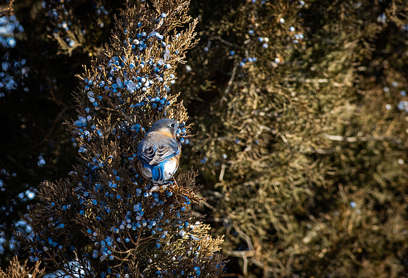 Eastern Bluebird 61