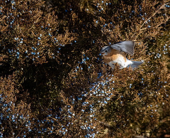 Eastern Bluebird 62
