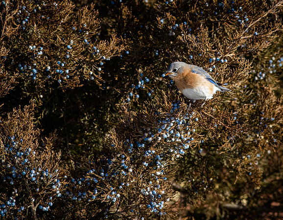 Eastern Bluebird 63