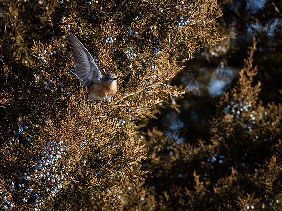 Eastern Bluebird 64