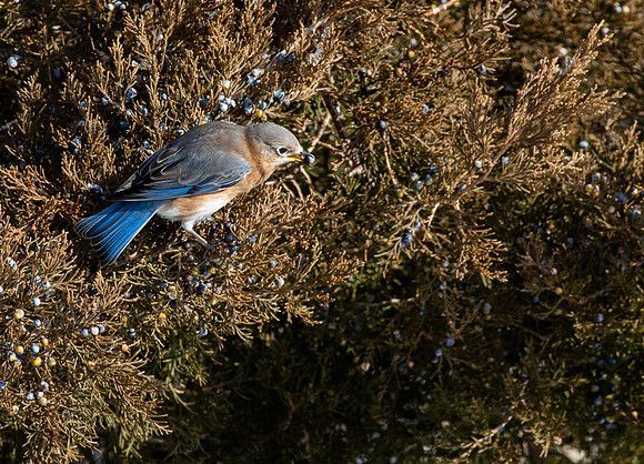 Eastern Bluebird 65
