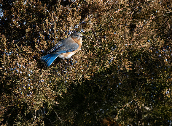 Eastern Bluebird 66