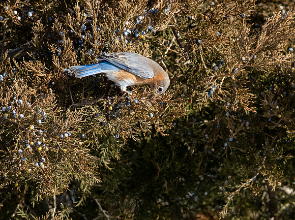Eastern Bluebird 67