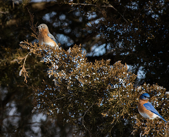 Eastern Bluebird 68