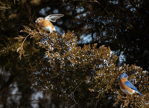 Eastern Bluebird 69