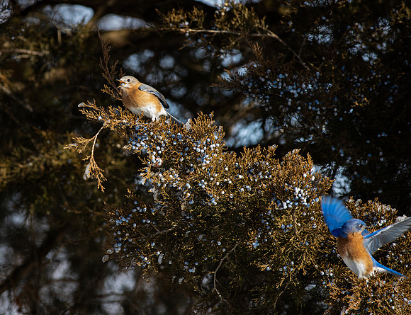 Eastern Bluebird 70