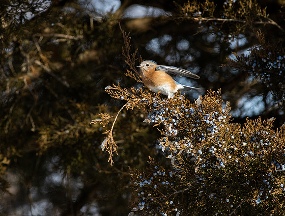 Eastern Bluebird 71