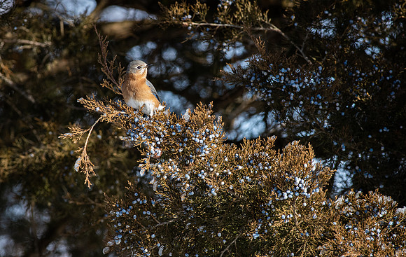 Eastern Bluebird 72