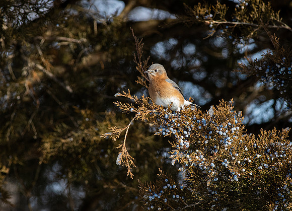 Eastern Bluebird 73