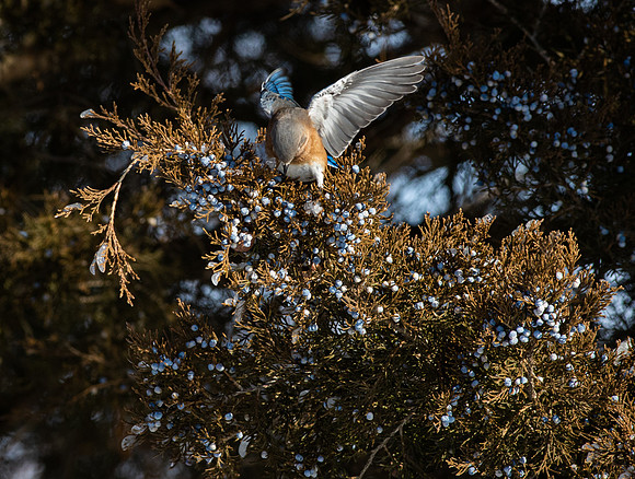 Eastern Bluebird 74