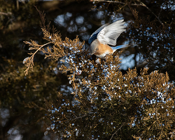 Eastern Bluebird 75