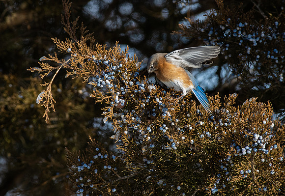 Eastern Bluebird 76