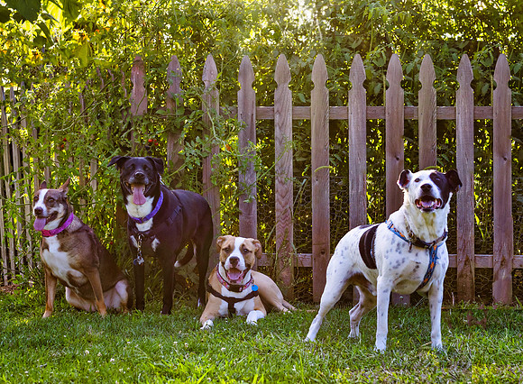 Tiegan, Kelsey, Dino, and Mozzarella-5