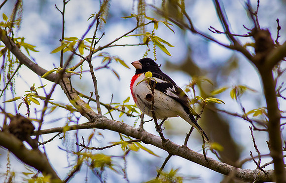 Rose-breasted Grosbeak