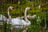 Mute Swan Family
