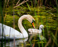 Mute Swan Family