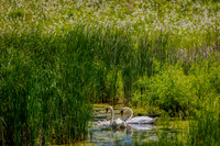 Mute Swan Family