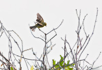 Lesser Goldfinch Taking Flight