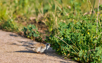 Chipping Sparrow Trying to Hide