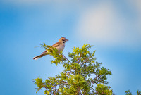 Lark Sparrow Looking Regal