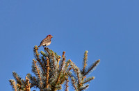 House Finch on a Treetop