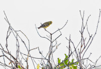 Lesser Goldfinch's Good Side