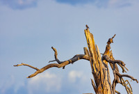 Western Bluebird at Sunrise
