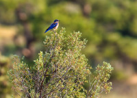 Western Bluebird in Warm Light