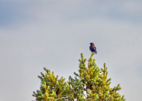 Western Bluebird on a Treetop