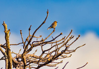 Western Bluebird against Blue Skies