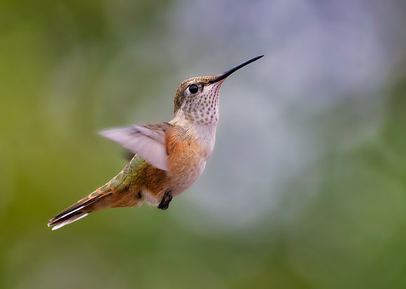 Broad-tailed Hummingbird-4