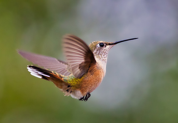 Broad-tailed Hummingbird-3