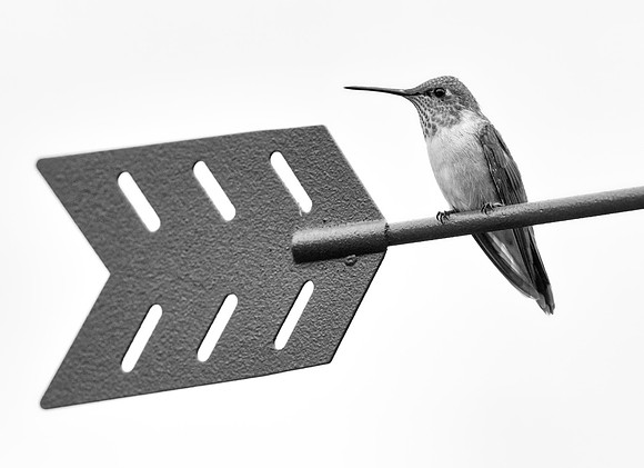 Broad-tailed Hummingbird-2