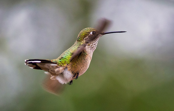Broad-tailed Hummingbird-6