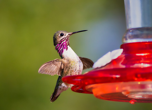 Calliope Hummingbird-2