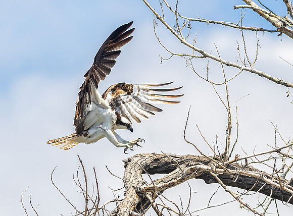 Osprey Landing