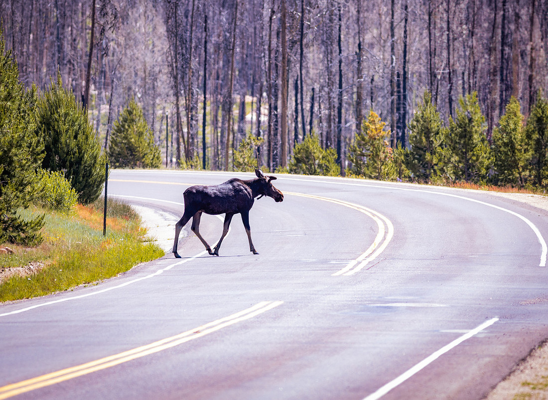 Grand Lake Colorado Moose