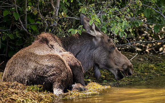 Grand Lake Colorado Moose