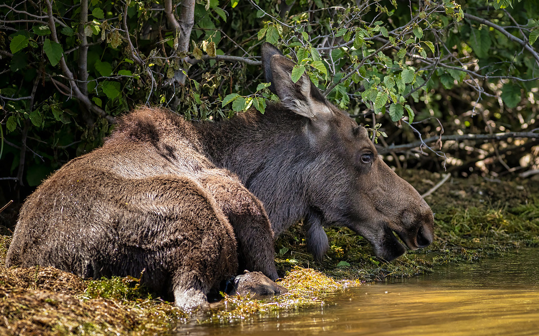 Grand Lake Colorado Moose
