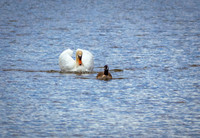Territorial Mute Swan