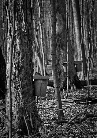 Funks Grove Tap16