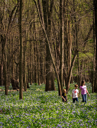 Lost Among Bluebells