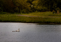 Mute Swan and her Cygnets