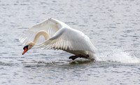 Mute Swan on the Attack