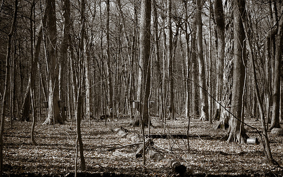 Funks Grove Tap15