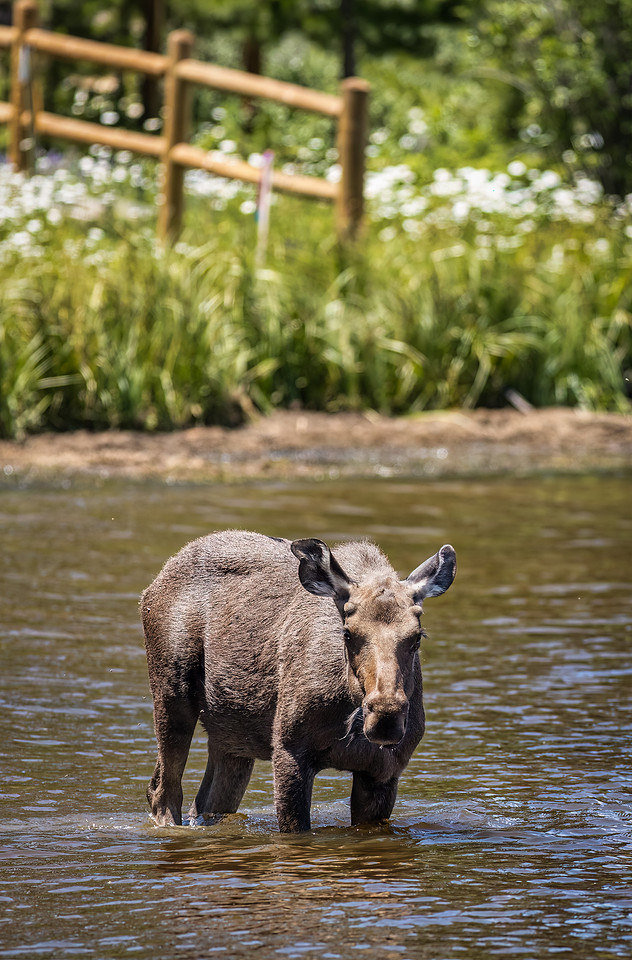 Grand Lake Colorado Moose