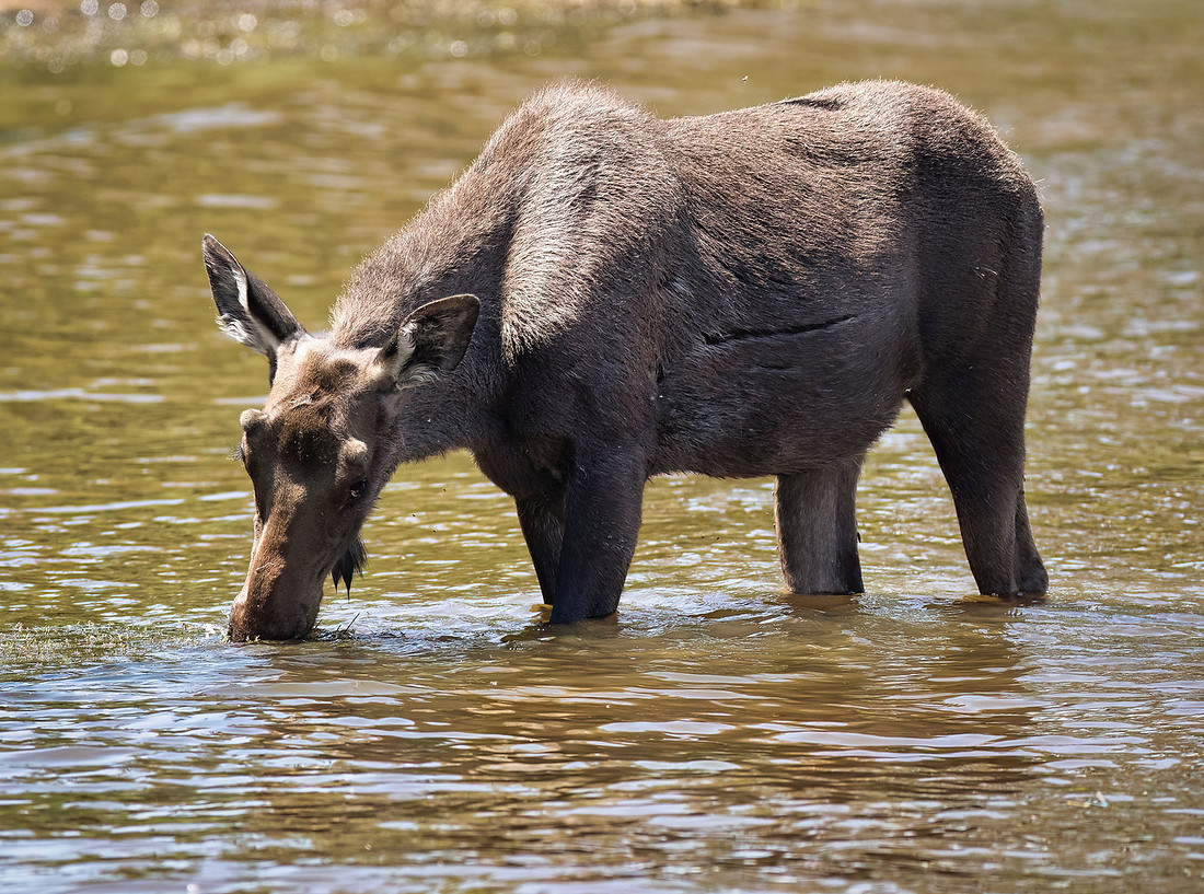 Grand Lake Colorado Moose