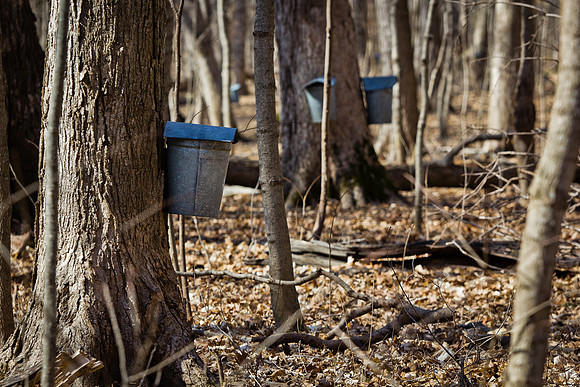 Funks Grove Tap13