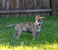 Katie's Foster Pups-3